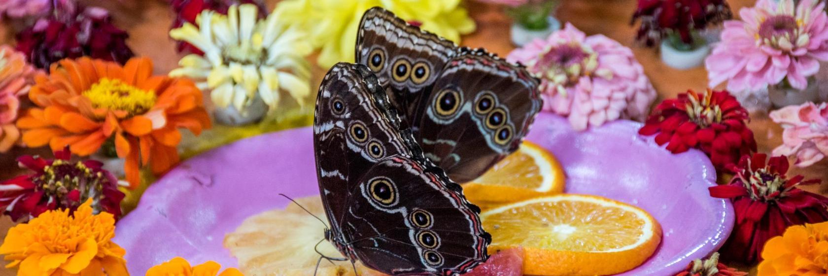 Jardin de papillons de Dubaï